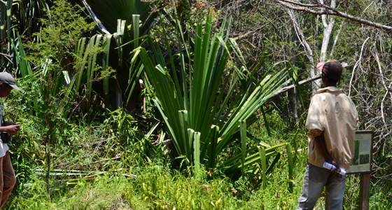Image Alt Text